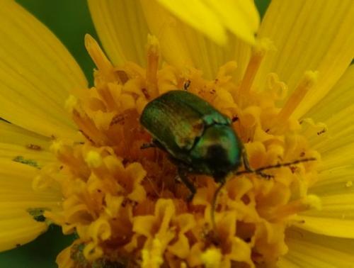 Cryptocephalus hypochaeridis